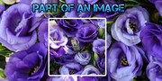 Part of an Image
